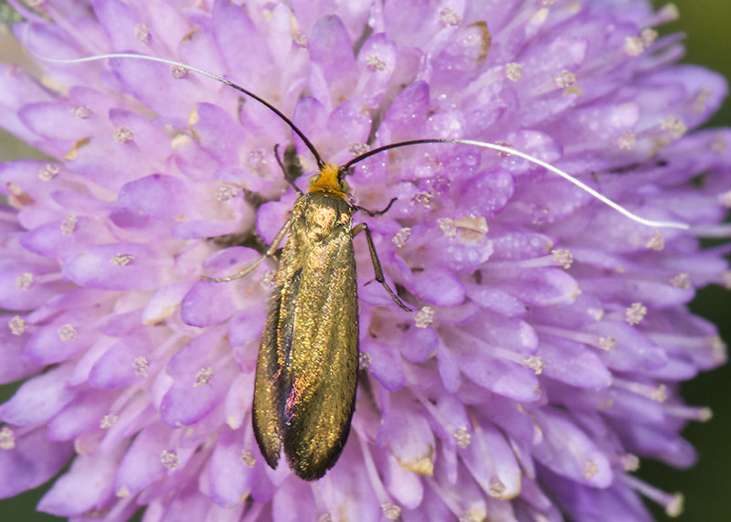 Nemophora metallica  ♂ e ♀, Adelidae